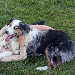 Violet - Australian Shepherd