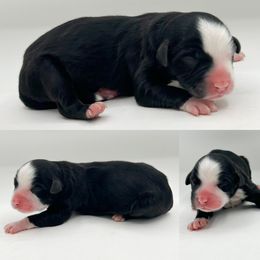 Black tri male 1 - Black tri male Miniature Australian Shepherd puppy in Brooker, Florida from Honey, I Shrunk the Aussies