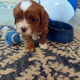 Boy 1 - Apricot male Cavapoo puppy in Little Rock, Arkansas from Adorable Mini Doodles LLC