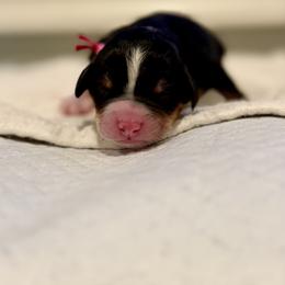Lady Tremain (Pink Collar) - Tri-color female Bernedoodle puppy in Stanwood, Washington from Butter Cup Pups and Paws