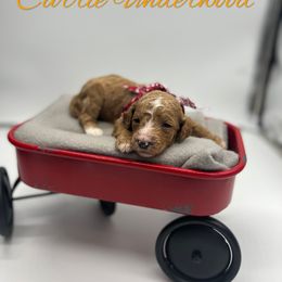 Poodle Puppies from Ruby’s Southern Doodles and Poodles