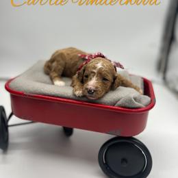 Poodle Puppies from Ruby’s Southern Doodles and Poodles