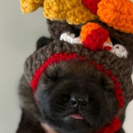 Dasher (green collar) - Sable male German Shepherd puppy in Canterbury, Connecticut from Nachtwaechter German Shepherds, LLC