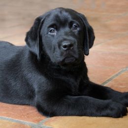 Boy 1 - Black Labrador Retriever puppy in West Haven, Utah from Idaho BA Labradors