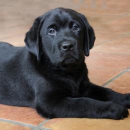 Boy 1 - Black Labrador Retriever puppy in West Haven, Utah from Idaho BA Labradors