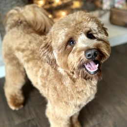 Teddy - Goldendoodle