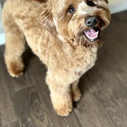 Teddy - Goldendoodle