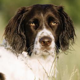 Drentsche Patrijshond puppies from California Drents