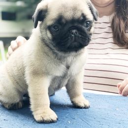 Pug Puppies from Cydney & Co Pugs