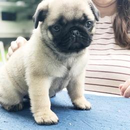 Pug Puppies from Cydney & Co Pugs