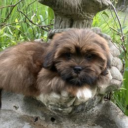 JB2 MALE FLORIDA CHAMPION ANCESTRY - Red male Lhasa Apso puppy in Bell, Florida from Maryann & Kandis