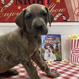 Murphy - Blue brindle Great Dane puppy in Brandon Township, Michigan from DuBord Great Danes