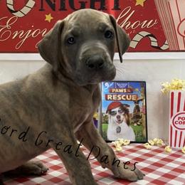 Murphy - Blue brindle Great Dane puppy in Brandon Township, Michigan from DuBord Great Danes