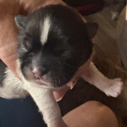Rory - Black and white male Shih Tzu puppy in Mattoon, Illinois from Jenkins Tzu and Poo’s