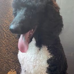 Poodle All Grown Up from Carla J Baroni