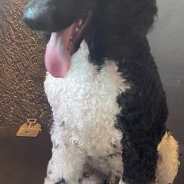 Poodle All Grown Up from Carla J Baroni