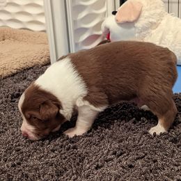Australian Shepherd Puppies from Ocean Cliff Aussies