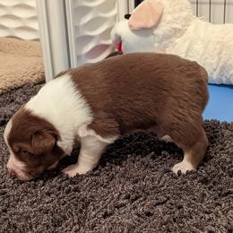 Australian Shepherd Puppies from Ocean Cliff Aussies