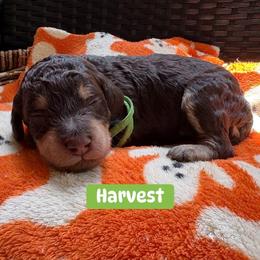Brown Phantom Male AKC Standard Poodle 1,605 - Phantom male Poodle puppy in Conway, Arkansas from Arkansas River Poodles