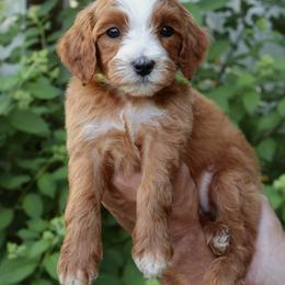 Junie - Lime collar girl - Red  female Goldendoodle puppy in Ruthorfordton, North Carolina from Duncan Doodles Goldendoodles