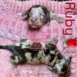 Ruby - Dapple female Dachshund puppy in Hornbeck, Louisiana from A&Z Mini Dachshunds