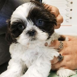 Shih Tzu Puppies from Beirin Breige Shih Tzus