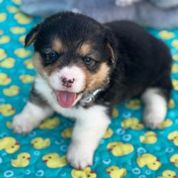Peyton - Black and tan female Pembroke Welsh Corgi puppy in Nortonville, Kansas from Low Riders Corgis & Mini Aussies