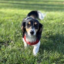 Dachshunds and Poodles from Dailey Doodles and Dachshunds
