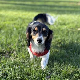 Dachshunds and Poodles from Dailey Doodles and Dachshunds