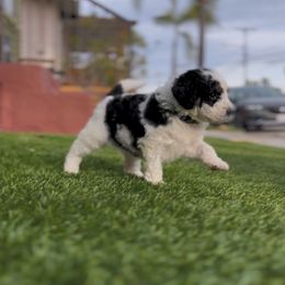 Bernedoodle Puppies from SoCal Bernedoodles