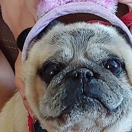 Pugs from PUGZ PAWZ