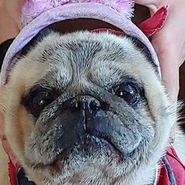 Pugs from PUGZ PAWZ