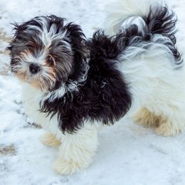 Australian Shepherds and Havanese from Celtic Brae Australian Shepherds & Havanese