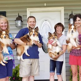Shetland Sheepdog All Grown Up from Fox Point Farm Toy Shelties