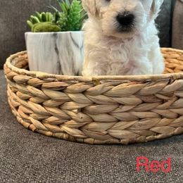 Goldendoodle Puppies from Pacific Goldendoodle, LLC