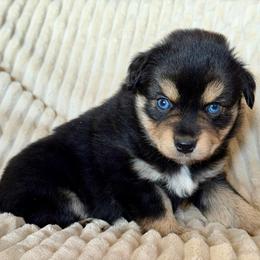 Sandy - Black tri female Miniature Australian Shepherd puppy in New Hampton, Iowa from Full River Australian Shepherds