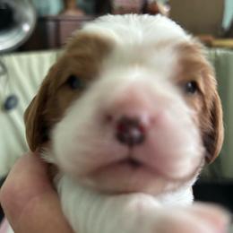 Purple Puppy - Blenheim male Cavalier King Charles Spaniel puppy in University Place, Washington from Crosby's Cavaliers