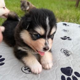 Woodrow Call - Black and white male Pomsky puppy in Blue Earth, Minnesota from Blue Sky Pomsky