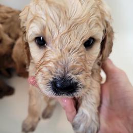 Goldendoodle Puppies from 3 Willows Goldendoodles