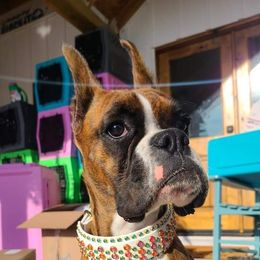 Ruby - Boxer