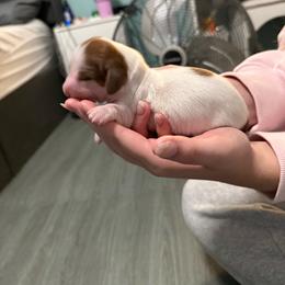 Female 4 - Piebald female Dachshund puppy in Houma, Louisiana from Portier’s Mini Dachshunds