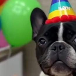 French Bulldogs from G’sBulldog Buddies