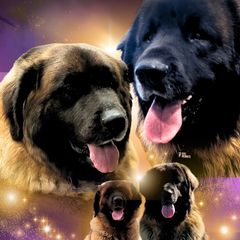 Leonberger puppies from Bigfoot Leonberger Ranch