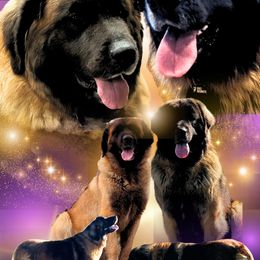 Leonberger puppies from Bigfoot Leonberger Ranch