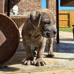 Boy 2 - Gray male Cane Corso puppy in Sienna, Texas from Robinson Elite Corsos