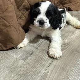 Bobby - Black and white male Cocker Spaniel puppy in Mico, Texas from Stonegate Cocker Spaniels