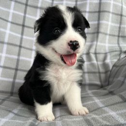 Baker - Black tri-color male Australian Shepherd puppy in Albany County, New York from Allie Acres Australian Shepherds