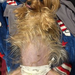 Yorkshire Terrier puppies from Great Mates