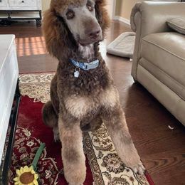 Poodle Puppies from Sapphire Poodles