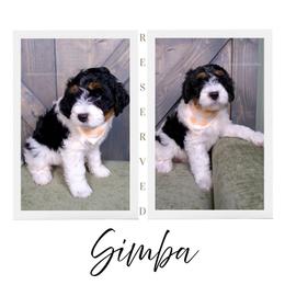 Frosty - Black and white male Bernedoodle puppy in Bowling Green, Ohio from Windy Creek Doodles